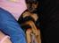 Dvaergpinscher Basse - Og så ska der ses fjernsyn!