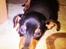Dvaergpinscher Basse