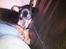 Dvaergpinscher Basse - Mere sove...zzzzzzzzzzzzzzzzzzzzzz