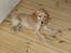 Cocker spaniel *William* Er aflivet !:( - William- næsten lige ankommet til sit nye hjem.. 10 uger!