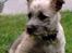 Cairn terrier Hannibal *3.2.98 - 14.10.11* - Her er jeg ikke ret gammel - der er ikke helt nok stivelse i ørerne endnu:o)