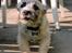 Cairn terrier Hannibal *3.2.98 - 14.10.11* - Hvor mon mine ører er henne???
