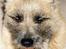 Cairn terrier Hannibal *3.2.98 - 14.10.11* - Gaaaab - det er hårdt at være hund:o)