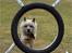 Cairn terrier Hannibal *3.2.98 - 14.10.11* - Juhuuuu....