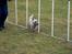 Cairn terrier Hannibal *3.2.98 - 14.10.11* - Jeg er bare go´ til det her...
