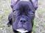 Fransk bulldog Bufas:) - Se MIG!!