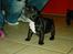 Fransk bulldog Bufas:) - VUF!