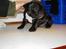 Fransk bulldog Bufas:) - Uuhh hvor er verden stor...