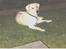 Labrador retriever Mickey