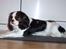 Cavalier king charles spaniel Ziggy 