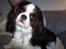 Cavalier king charles spaniel Ziggy 