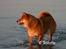 Shiba  - Luie *R.I.P* - * NYT - 