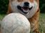 Shiba  - Luie *R.I.P* - * NYT - MIN bold.. smiley.. ;o)