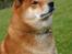 Shiba  - Luie *R.I.P* - * Nyt - holder godt øje med det hele., ;o)