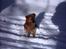 Blanding af racer Chios ~ Græsk Gadehund ~ - Første vinter i DK.... Sne er HERLIGT !