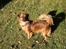 Blanding af racer Chios ~ Græsk Gadehund ~ - Efterår 2005