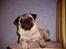Mops Viktor
