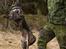 Blanding af racer Tigerdyr (Tiger) 11/06-04 - Gi mig den *Tosafoto*