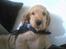 Cocker spaniel *William* Er aflivet !:(