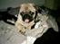 Mops Anton
