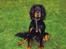 Gordon setter Fiona (Fie) *død* 