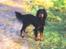 Gordon setter Fiona (Fie) *død* 