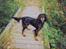 Gordon setter Fiona (Fie) *død* 