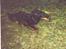 Gordon setter Fiona (Fie) *død*  - Fuld fart fremad!!