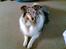 Shetland sheepdog Poulsgaards Bill Gates