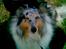 Shetland sheepdog Poulsgaards Bill Gates