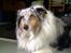 Shetland sheepdog Poulsgaards Bill Gates