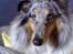 Shetland sheepdog Poulsgaards Bill Gates