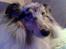Shetland sheepdog Poulsgaards Bill Gates