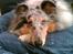 Shetland sheepdog Poulsgaards Bill Gates