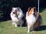 Shetland sheepdog Poulsgaards Bill Gates - Min kæreste er den røde lassie
