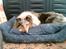 Shetland sheepdog Poulsgaards Bill Gates