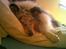 Shetland sheepdog Poulsgaards Bill Gates