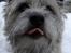 Cairn terrier Hannibal *3.2.98 - 14.10.11* - Halløøøj - her er jeg så:o)