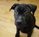 Amerikansk staffordshire terrier & Labrador bl. GINO