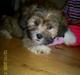 Lhasa apso Buller