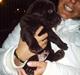 Labrador retriever Zuma
