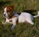 Jack russell terrier Sille