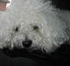 Bichon à poil frisé Bonnie