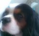 Cavalier king charles spaniel Lisbethsminde's James 