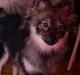 Pomeranian Kenza