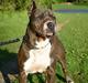 Amerikansk staffordshire terrier Blue R.I.P