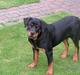 Rottweiler Fie  R.I.P