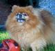 Pomeranian Rocky R.I.P. min skat