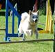 Norsk buhund Scott