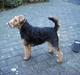 Welsh terrier Fie